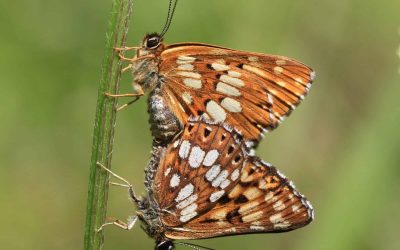 Identification des réservoirs de biodiversité  Crédit photo: CPIE Mayenne Bas Maine